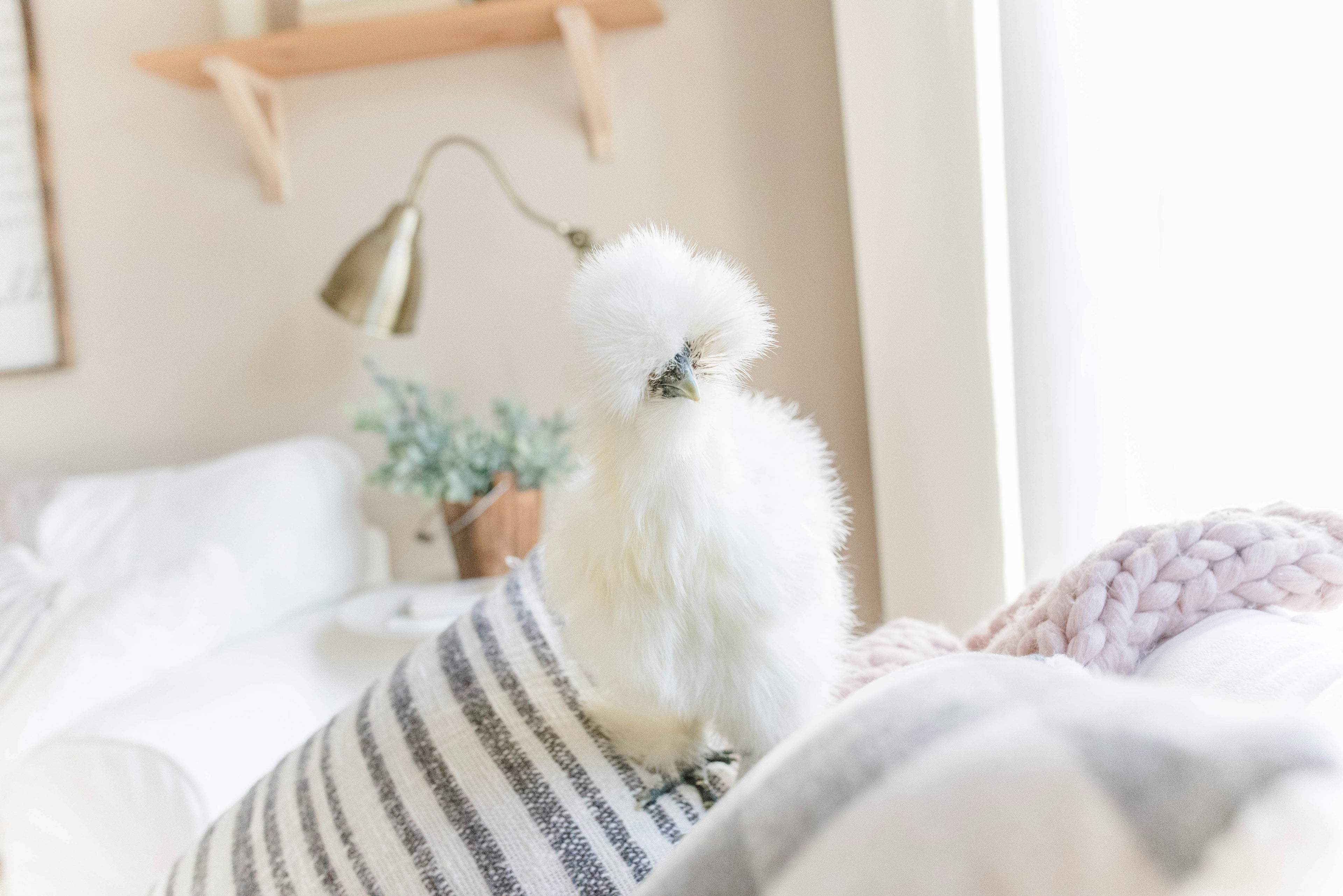Az Chickens Silkie Chicks – Buy 6 + 3 Bonus Free