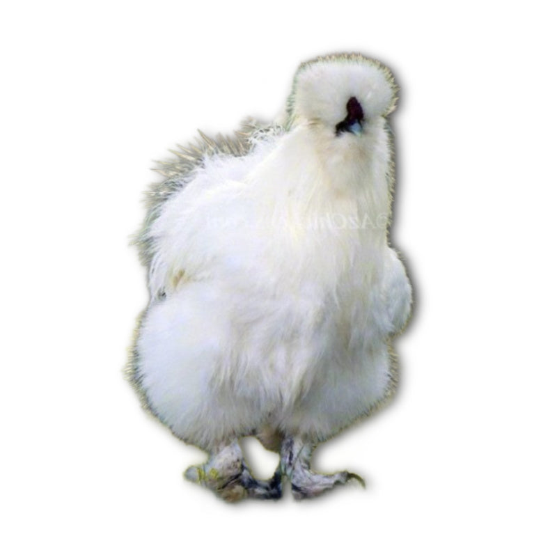 Az Chickens Silkie Chicks – Buy 6 + 3 Bonus Free