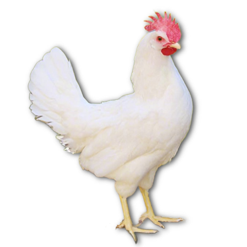 Az Chickens White Leghorn Chicks – Buy 10 + 5 Bonus Free