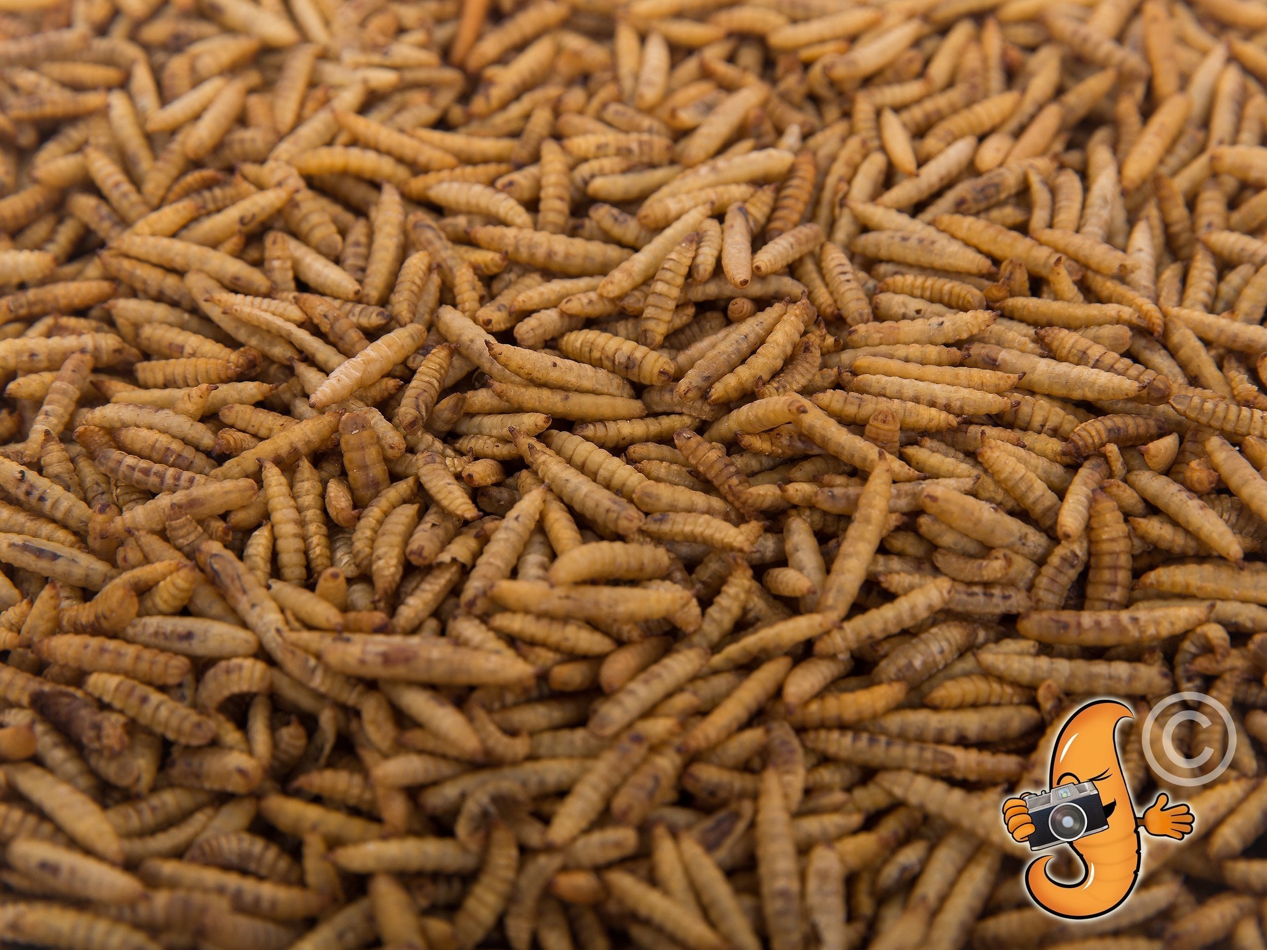 2LB Chubby Dried Black Soldier Fly Larvae - Grown in North America (Montreal) Non-GMO