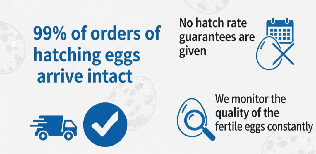 Button Quail Hatching Eggs