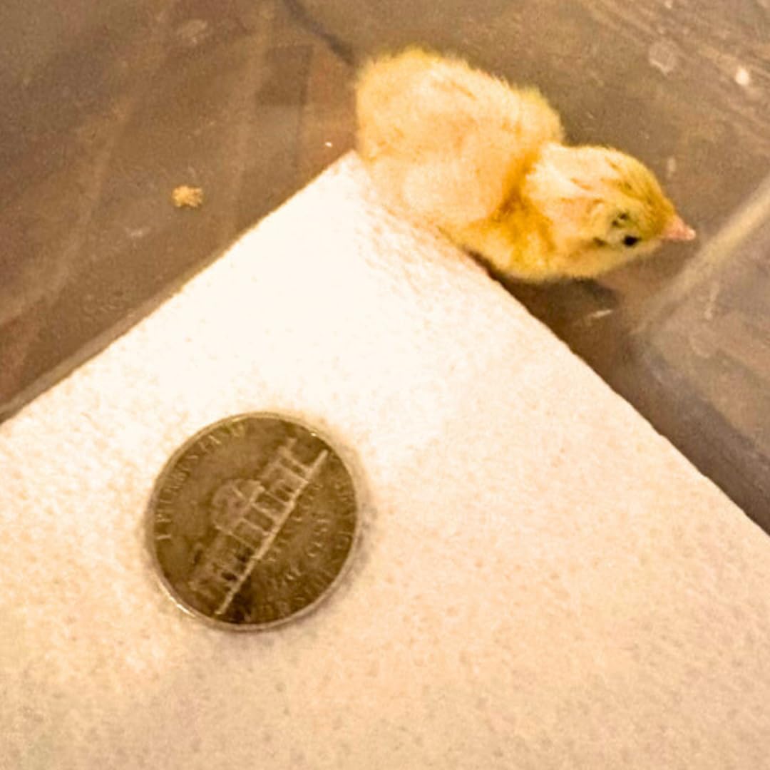 Button Quail Hatching Eggs