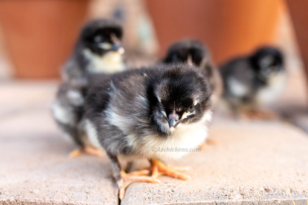 Az Chickens Rainbow Egg Starter Chick Bundle – Buy 10 + 5 Bonus Free