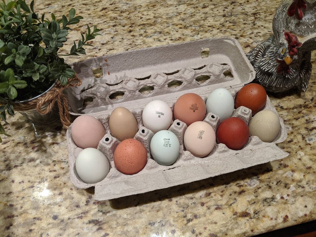 Az Chickens Rainbow Egg Starter Chick Bundle – Buy 10 + 5 Bonus Free