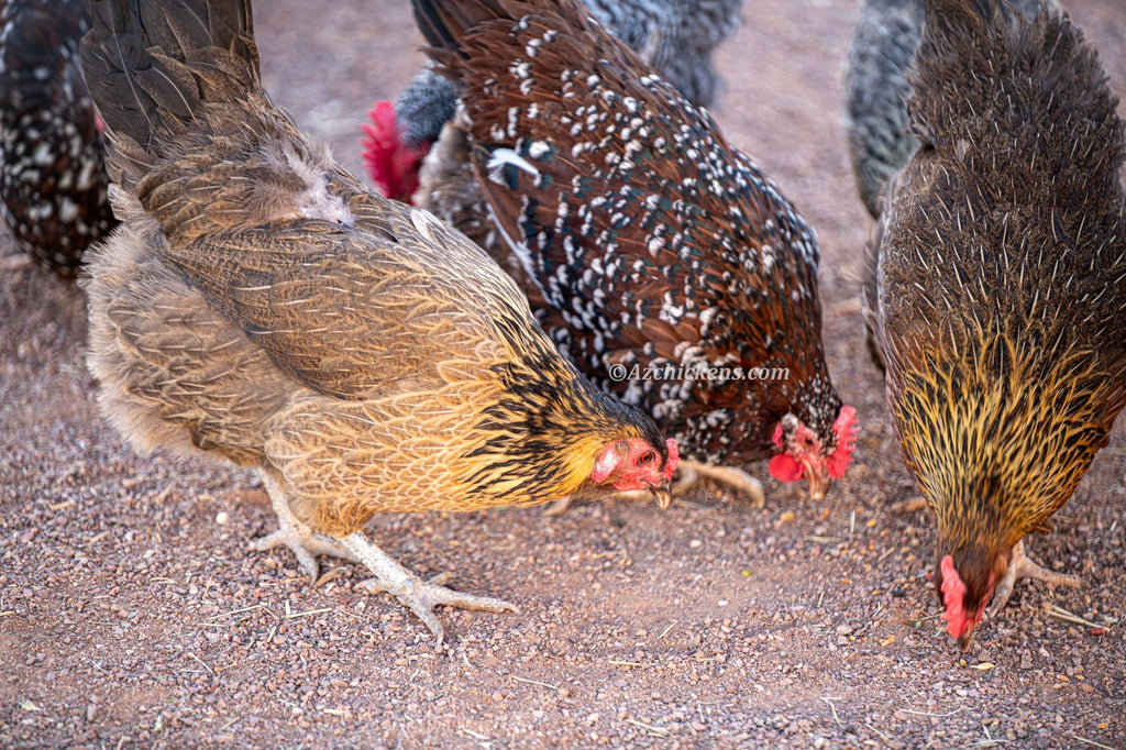 Az Chickens Rainbow Egg Starter Chick Bundle – Buy 10 + 5 Bonus Free