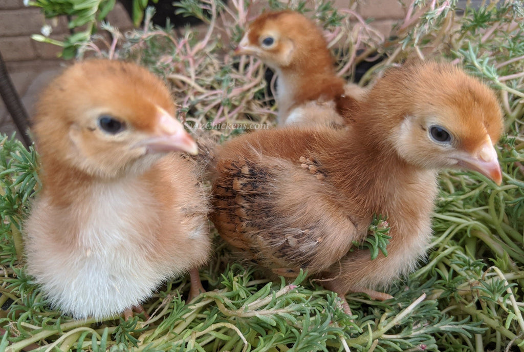 Az Chickens Rhode Island Red Chicks – Buy 10 + 5 Bonus Free