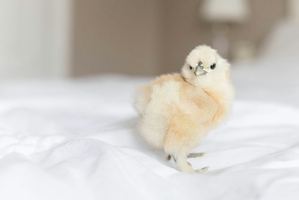 Az Chickens Silkie Chicks – Buy 6 + 3 Bonus Free
